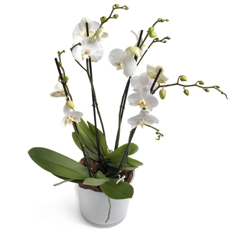 Orchidee in wei&szlig;