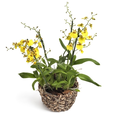 Orchidee