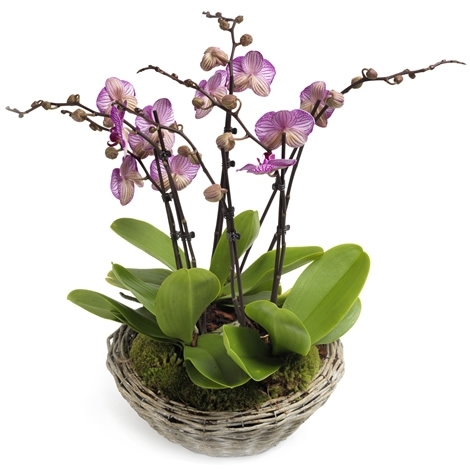 Orchidee