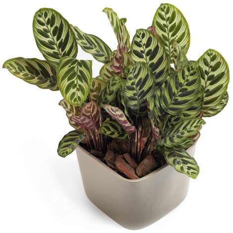 Calathea