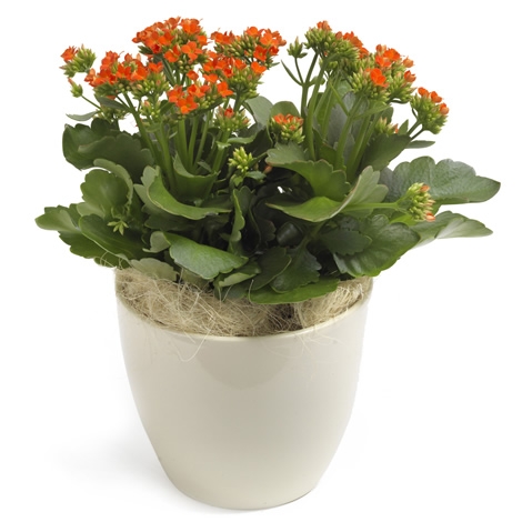 Kalanchoe