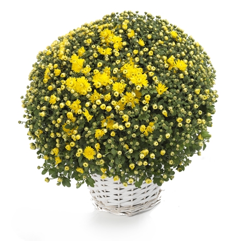 Yellow Bolchrysant