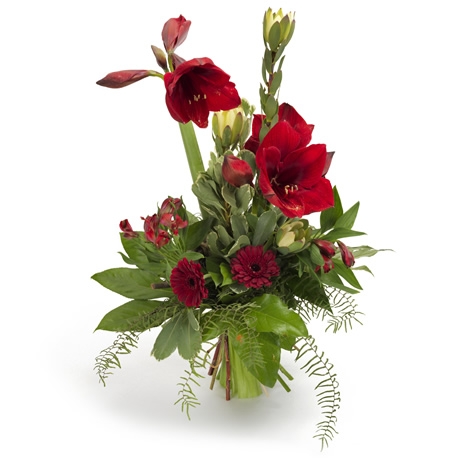 Amaryllis rot